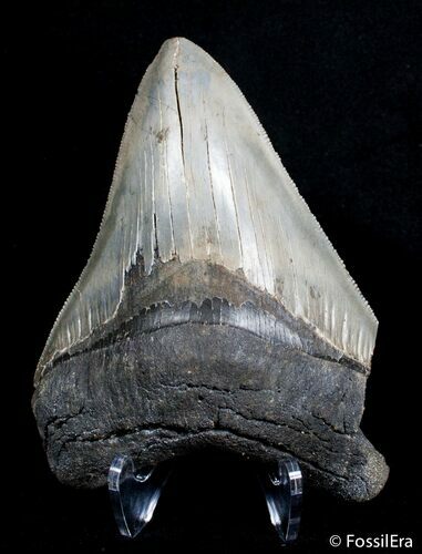 Sharply Serrated Georgia Megalodon Tooth #2722